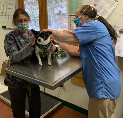 Windham County Humane Society in Brattleboro, VT | Clear The Shelters image