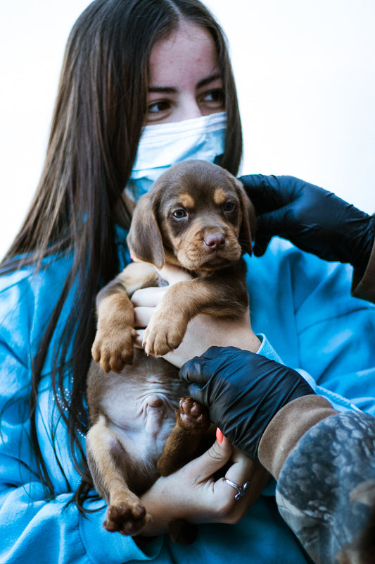 Rescue City in Brooklyn, NY | Clear The Shelters image