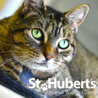 St. Hubert's Animal Welfare Center in Madison, 501 | Clear The Shelters 2022 image