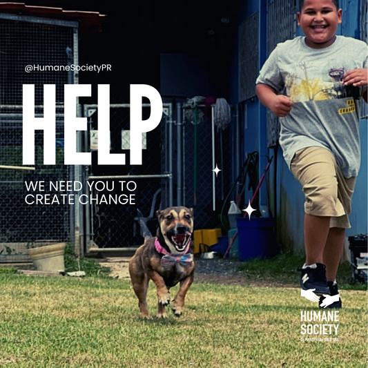 The Humane Society of PR in Guaynabo, NA | Clear The Shelters 2022 image