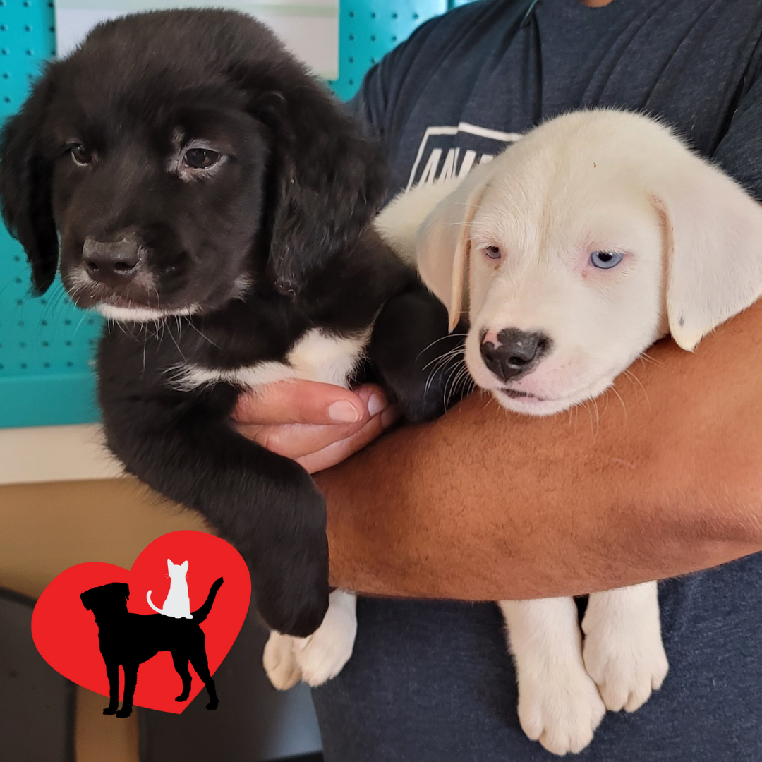 Special Pals in Houston, TX | Clear The Shelters image