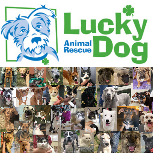 Lucky Dog Animal Rescue in Arlington, VA | Clear The Shelters image