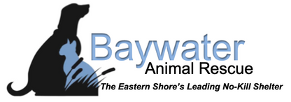 Baywater Animal Rescue  in Cambridge, MD | Clear The Shelters image