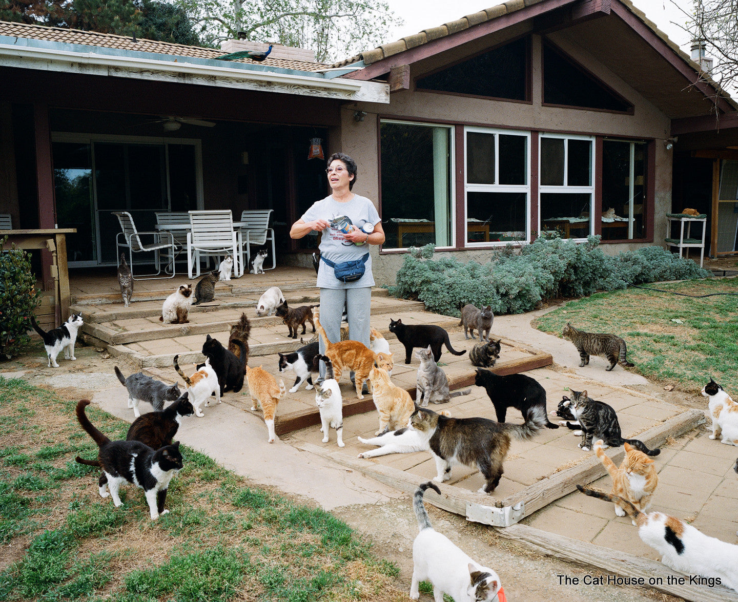 The Cat House on the Kings in Parlier, CA | Clear The Shelters image