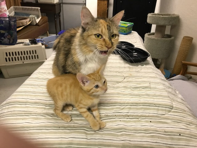 Loma Cat House  in Grand Junction, 773 | Clear The Shelters 2022 image