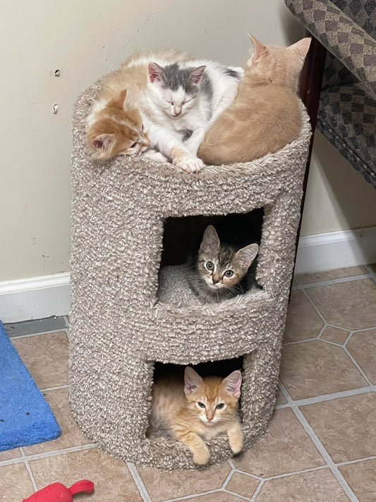 Newnan Coweta Humane Society in Newnan, 524 | Clear The Shelters 2022 image