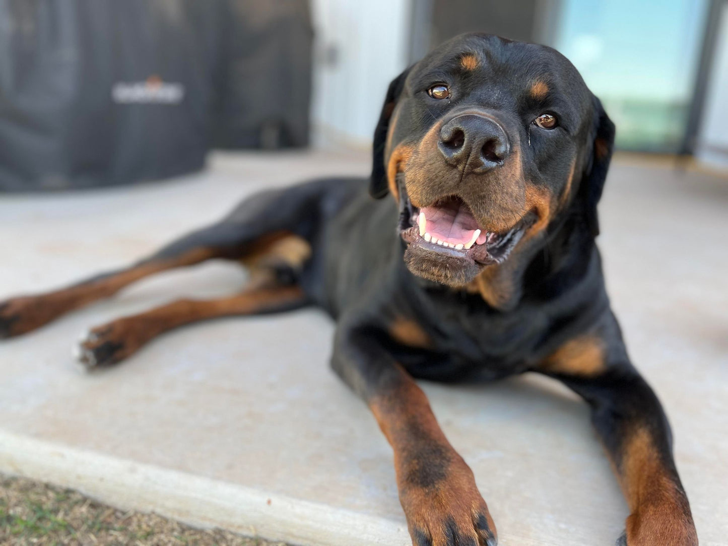 Gracie's Project in Amarillo, 634 | Clear The Shelters 2022 image