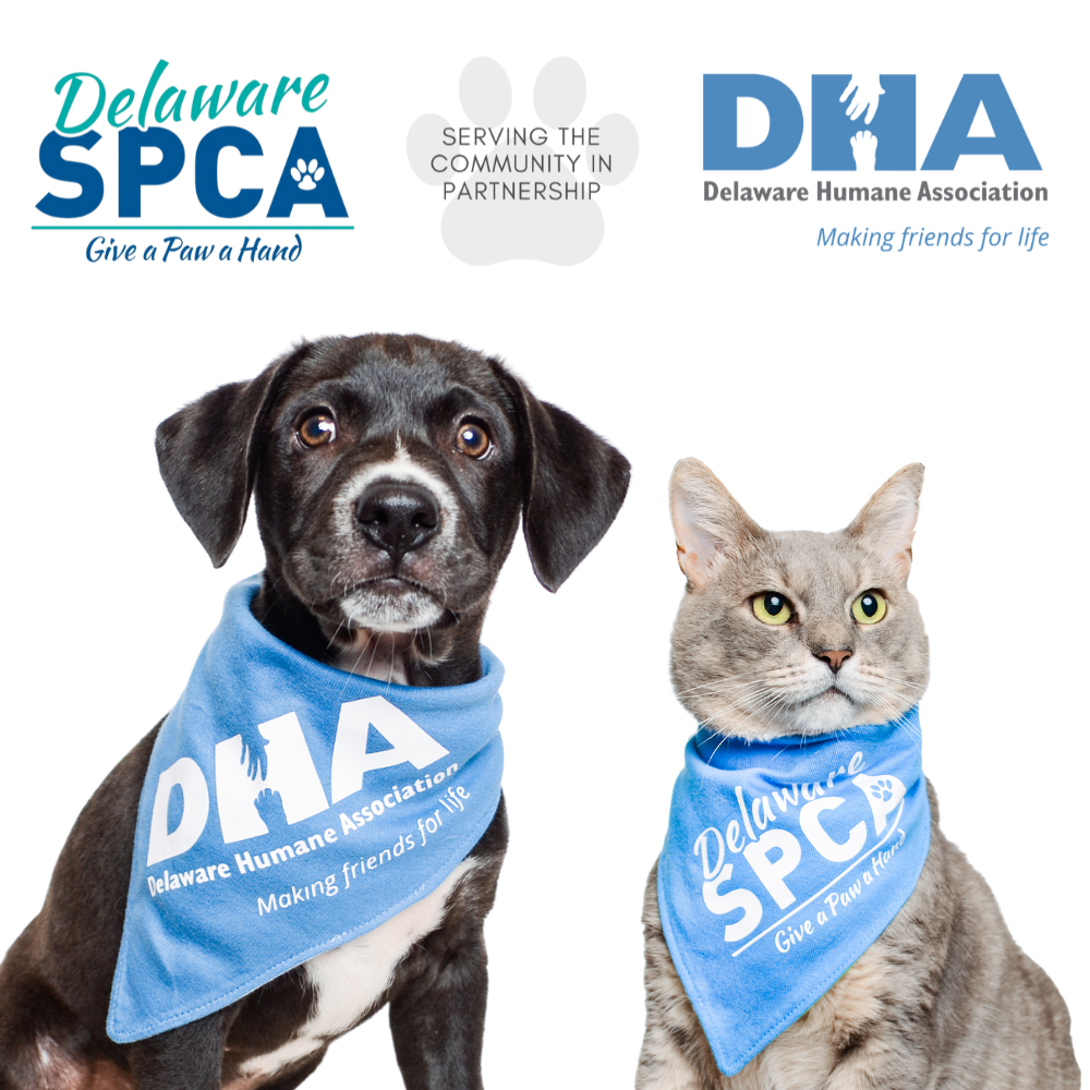 Delaware SPCA in Newark, 504 | Clear The Shelters 2022 image