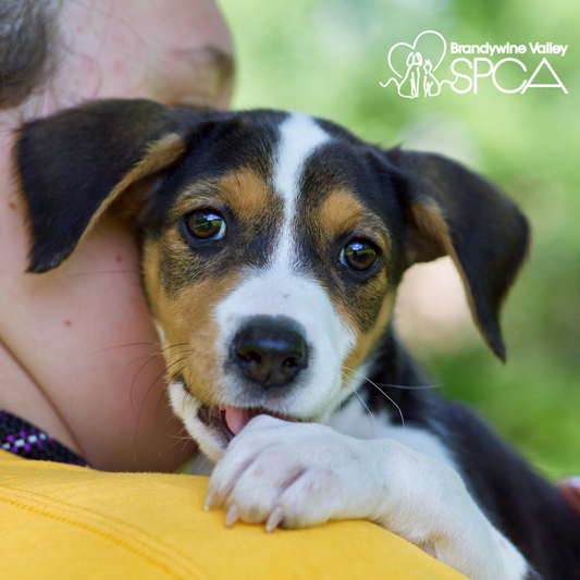 Brandywine Valley SPCA in West Chester, PA | Clear The Shelters image