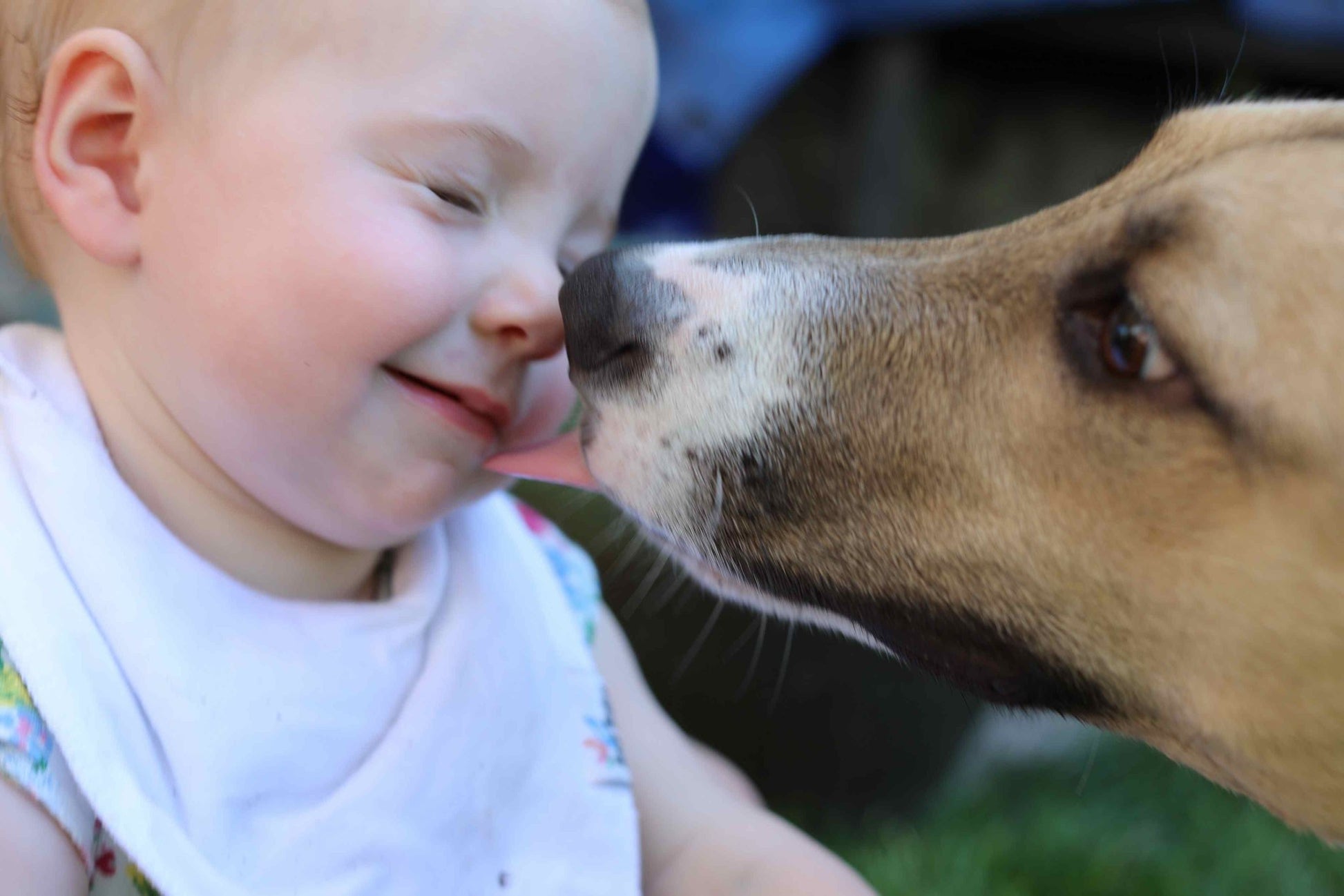 McCook Humane Society in Mccook, 722 | Clear The Shelters 2022 image