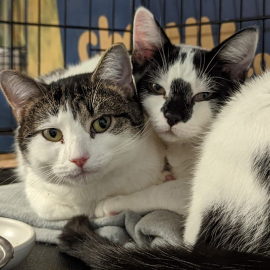 Connecticut Cat Connection in Windsor, 533 | Clear The Shelters 2022 image