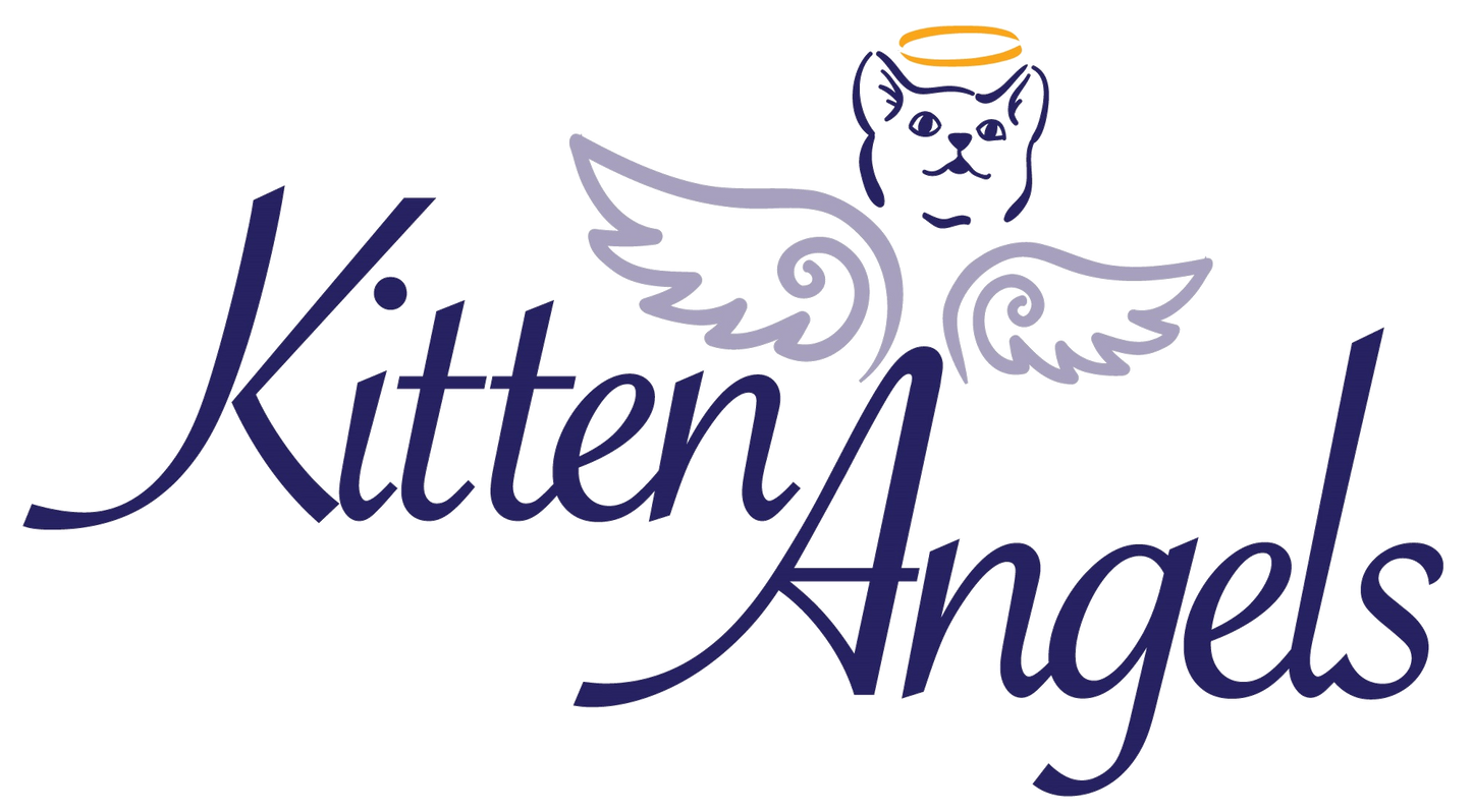 Kitten Angels in Mayfield, 532 | Clear The Shelters 2022 image