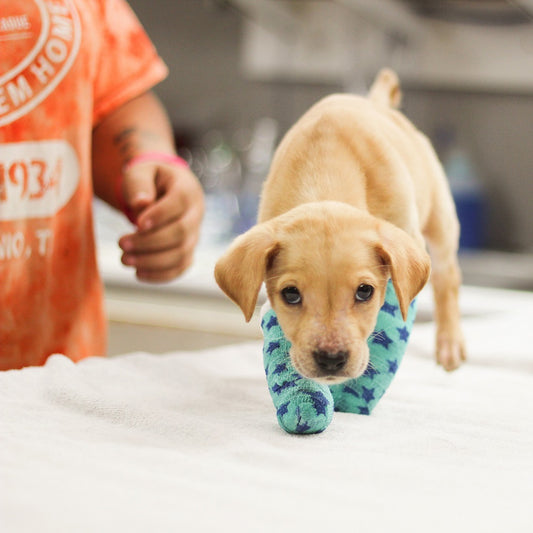 Animal Defense League of Texas in San Antonio, TX | Clear The Shelters image