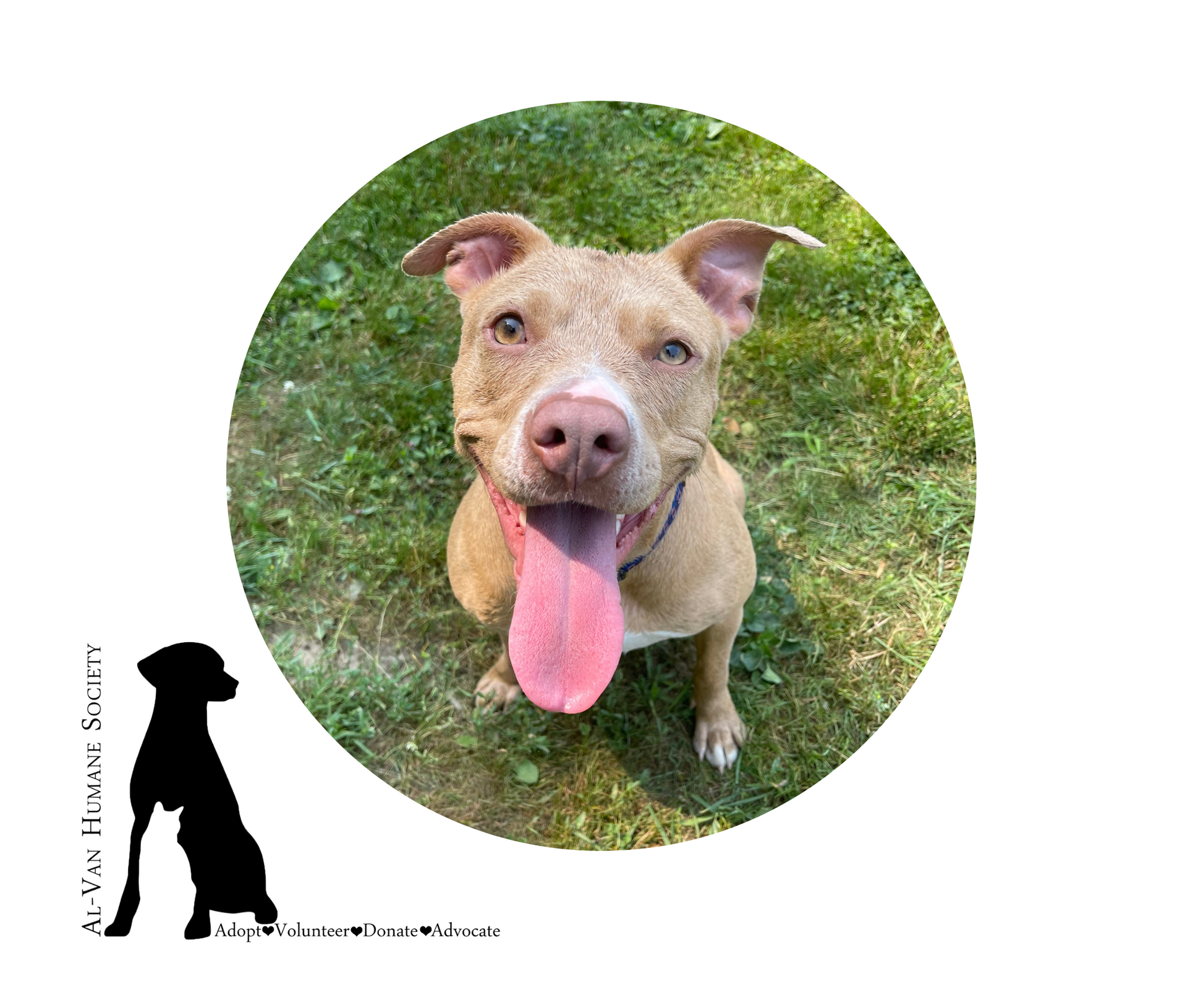 Al-Van Humane Society Inc. in South Haven, MI | Clear The Shelters image