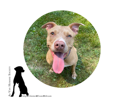Al-Van Humane Society Inc. in South Haven, MI | Clear The Shelters image