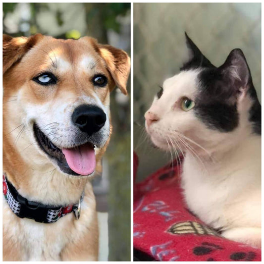 Bobbi and The Strays in Ozone Park, NY | Clear The Shelters image