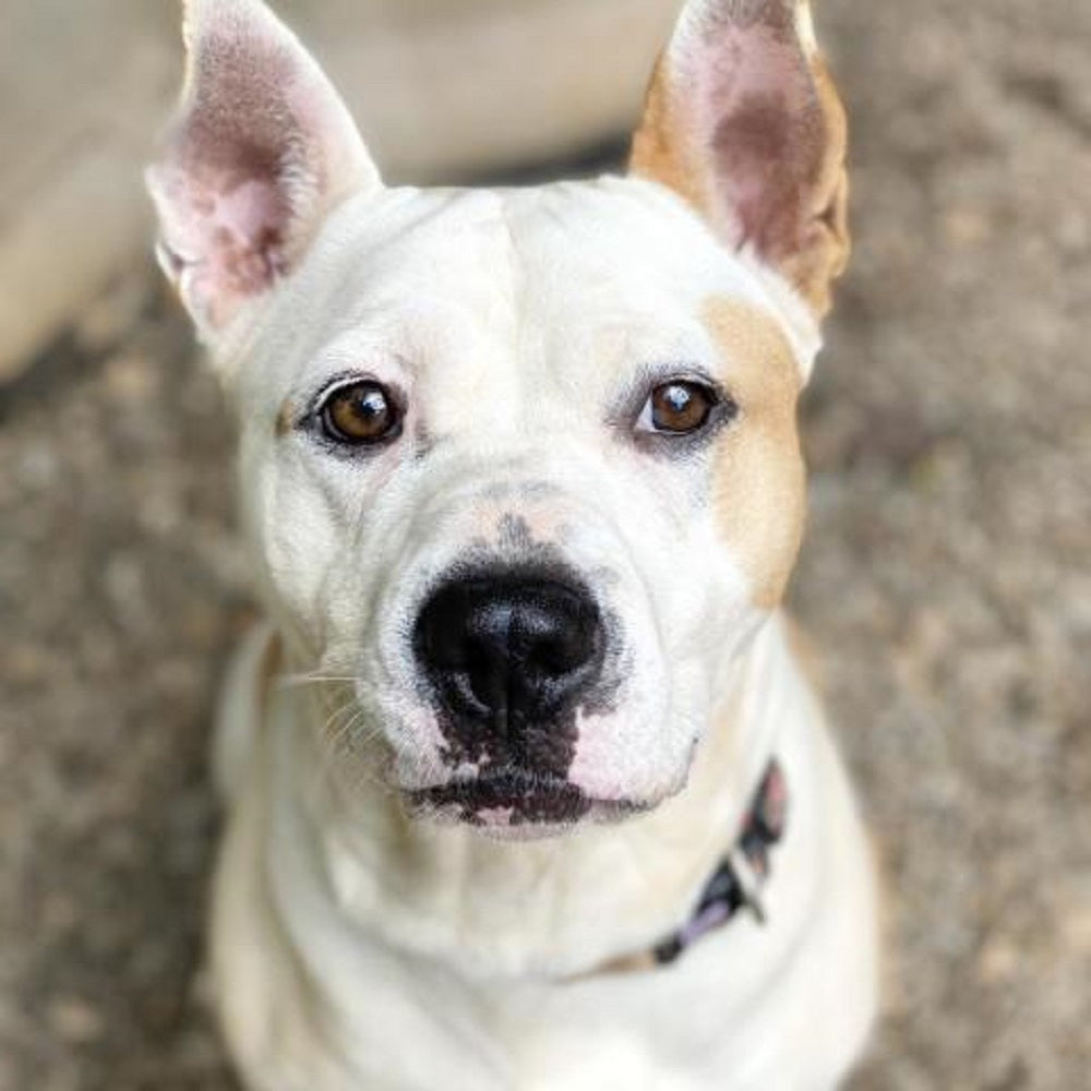 Franklin County Humane Society/Planned Pethood Clinic & Adoption Center in Rocky Mount, 573 | Clear The Shelters 2022 image