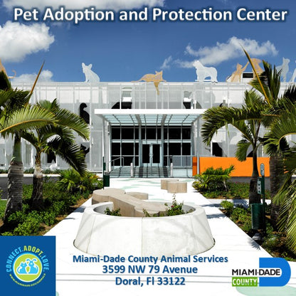 Miami-Dade County Animal Services in Miami, 528 | Clear The Shelters 2022 image