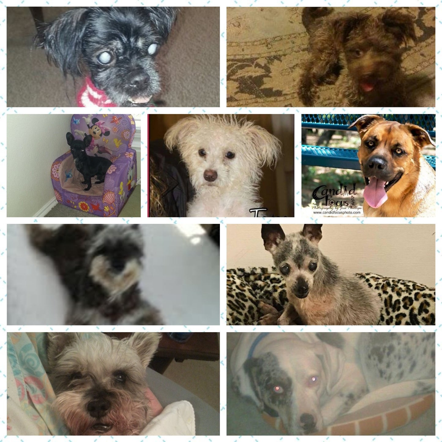 Bark N Rest Retirement Center in Azle, 623 | Clear The Shelters 2022 image