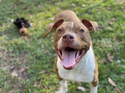 Northshore Humane Society in Covington, 622 | Clear The Shelters 2022 image