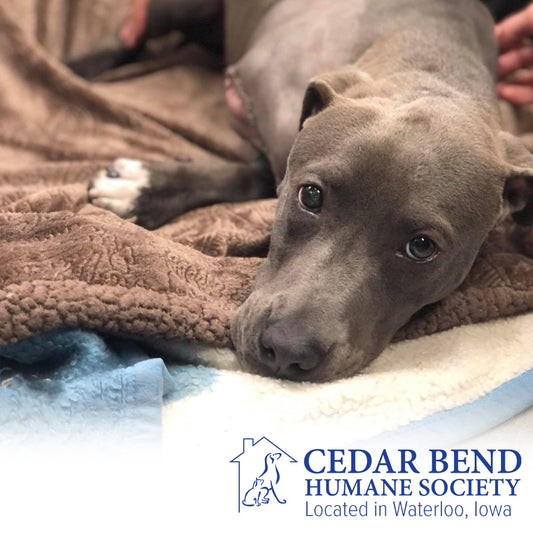 Cedar Bend Humane Society in Waterloo, IA | Clear The Shelters image