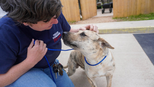 Texas Humane Heroes in Leander, TX | Clear The Shelters image