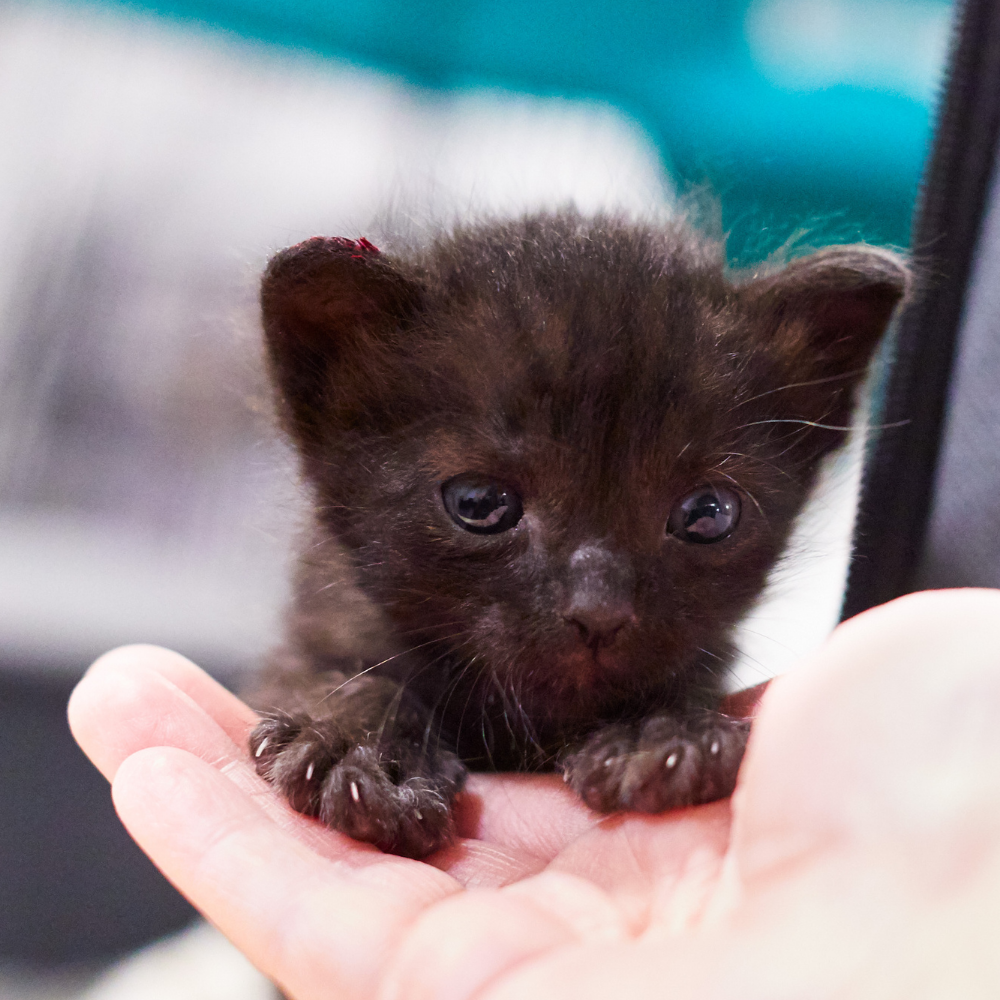 Seattle Area Feline Rescue in Shoreline, WA | Clear The Shelters image