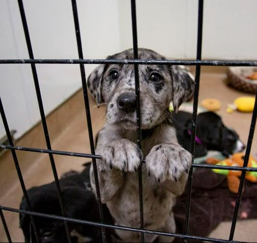 PAWS - Pendleton Animal Welfare Shelter (Pendleton, Oregon) in Pendleton, 810 | Clear The Shelters 2022 image