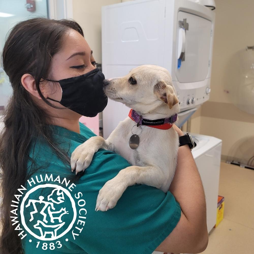 Hawaiian Humane Society in Honolulu, 744 | Clear The Shelters 2022 image
