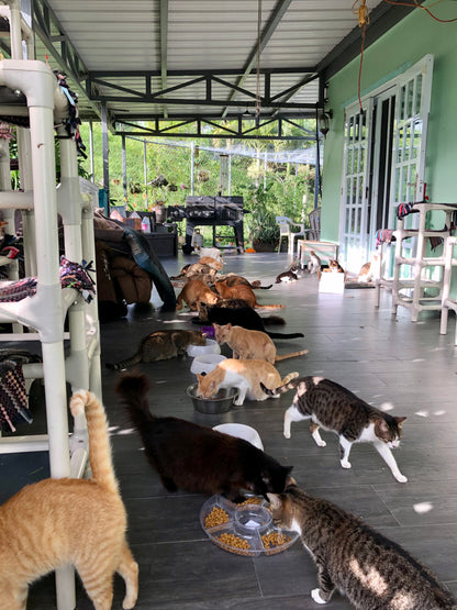 Santuario De Gatos Proverbios 12:10 Inc in Aibonito, PR | Clear The Shelters image