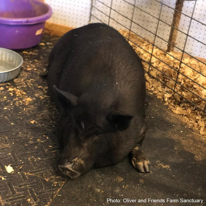 Help Clara Raise Her Piglets!