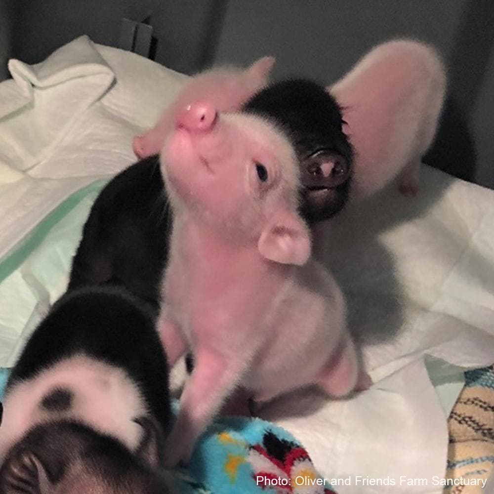 Help Clara Raise Her Piglets!