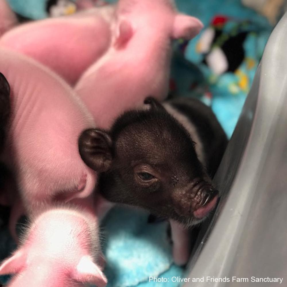 Help Clara Raise Her Piglets!