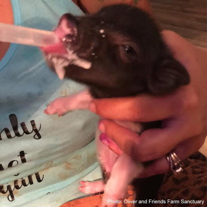 Help Clara Raise Her Piglets!