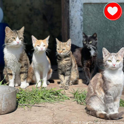 Ukraine Crisis: Feed Pets in Need - $10 Level