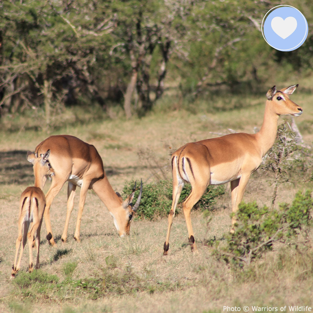 Provide Life-Saving Water to People & Wildlife in South Africa