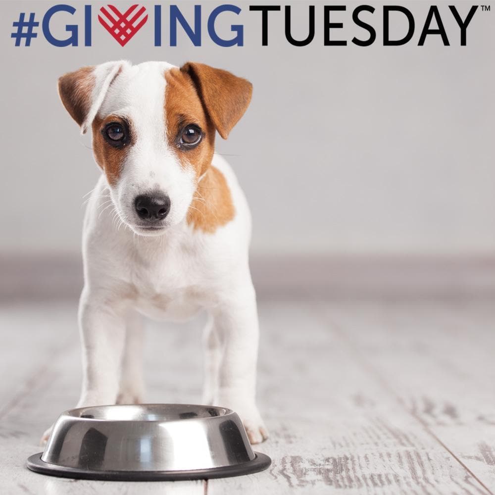 Giving Tuesday Food Drive for Homeless Pets