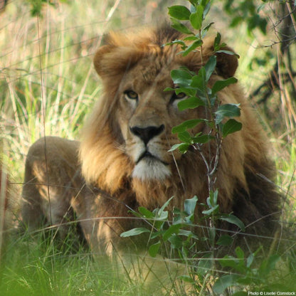 Donation - Catnip For The King Of The Jungle