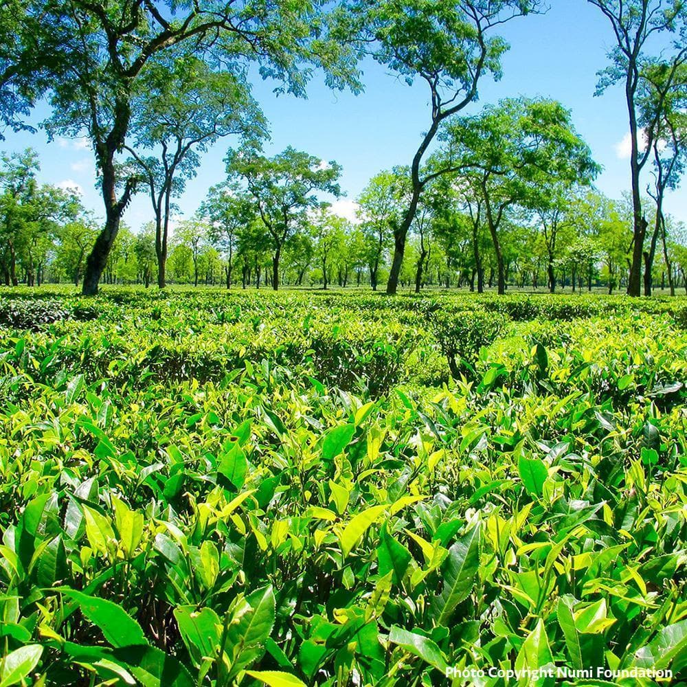 Donation - Clean Water For Families Working In Tea Fields