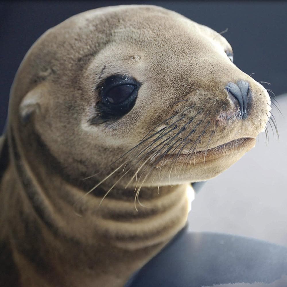 Donation - Feed A Rescued Marine Mammal