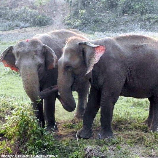 Donation - Freedom Refuge For Retired Elephants