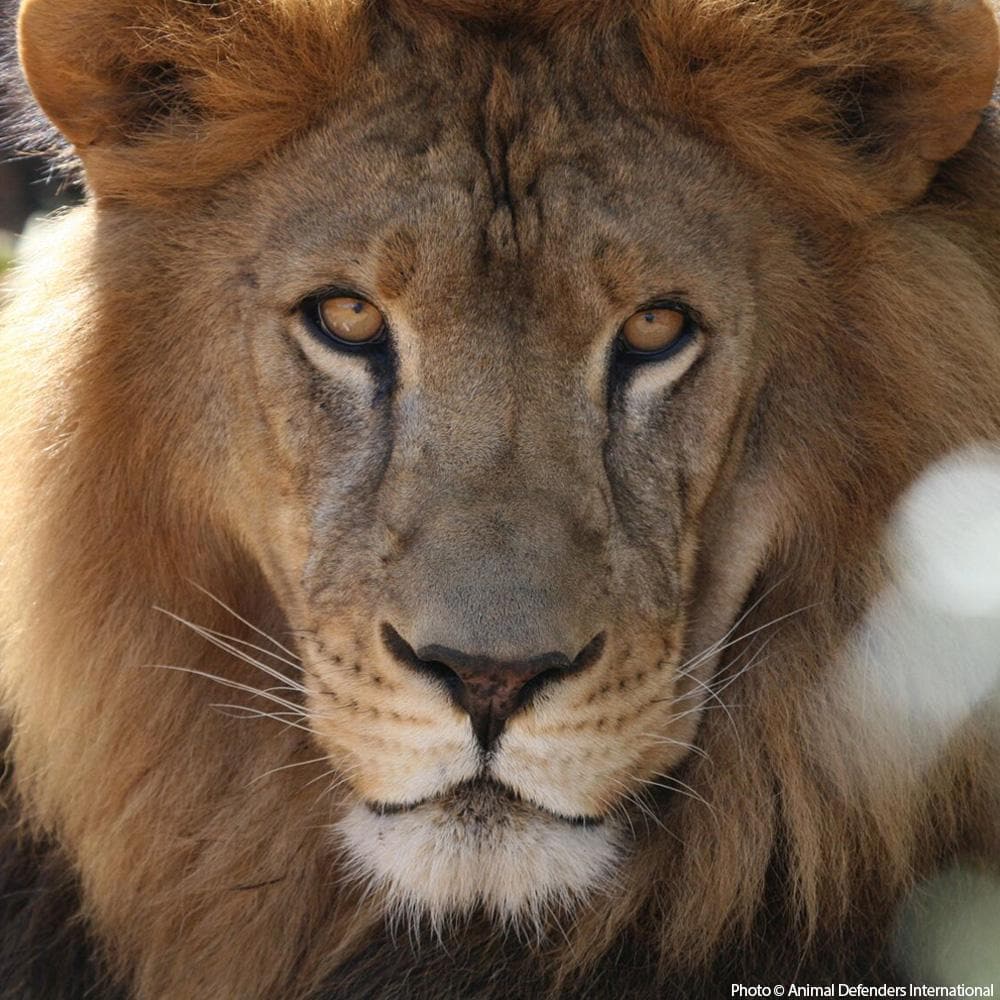 Donation - Help Care For Abused Circus Lions