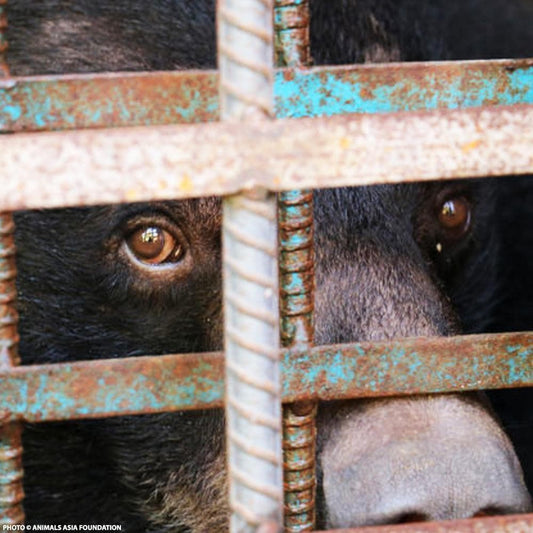 Donation - Help End Bear Cruelty In Vietnam And China