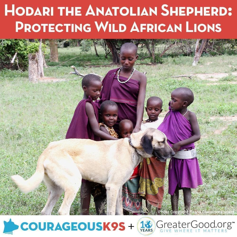 Donation - Help Hodari The Hero Dog Save Endangered Lions