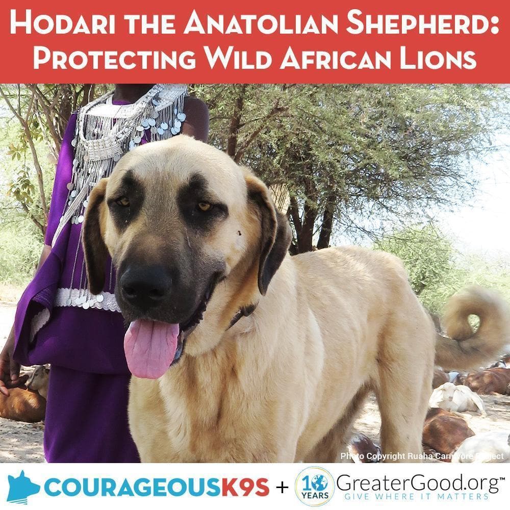 Donation - Help Hodari The Hero Dog Save Endangered Lions