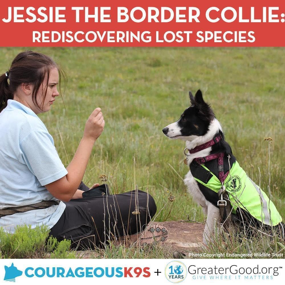 Donation - Help Jessie The Border Collie Rediscover Lost Species