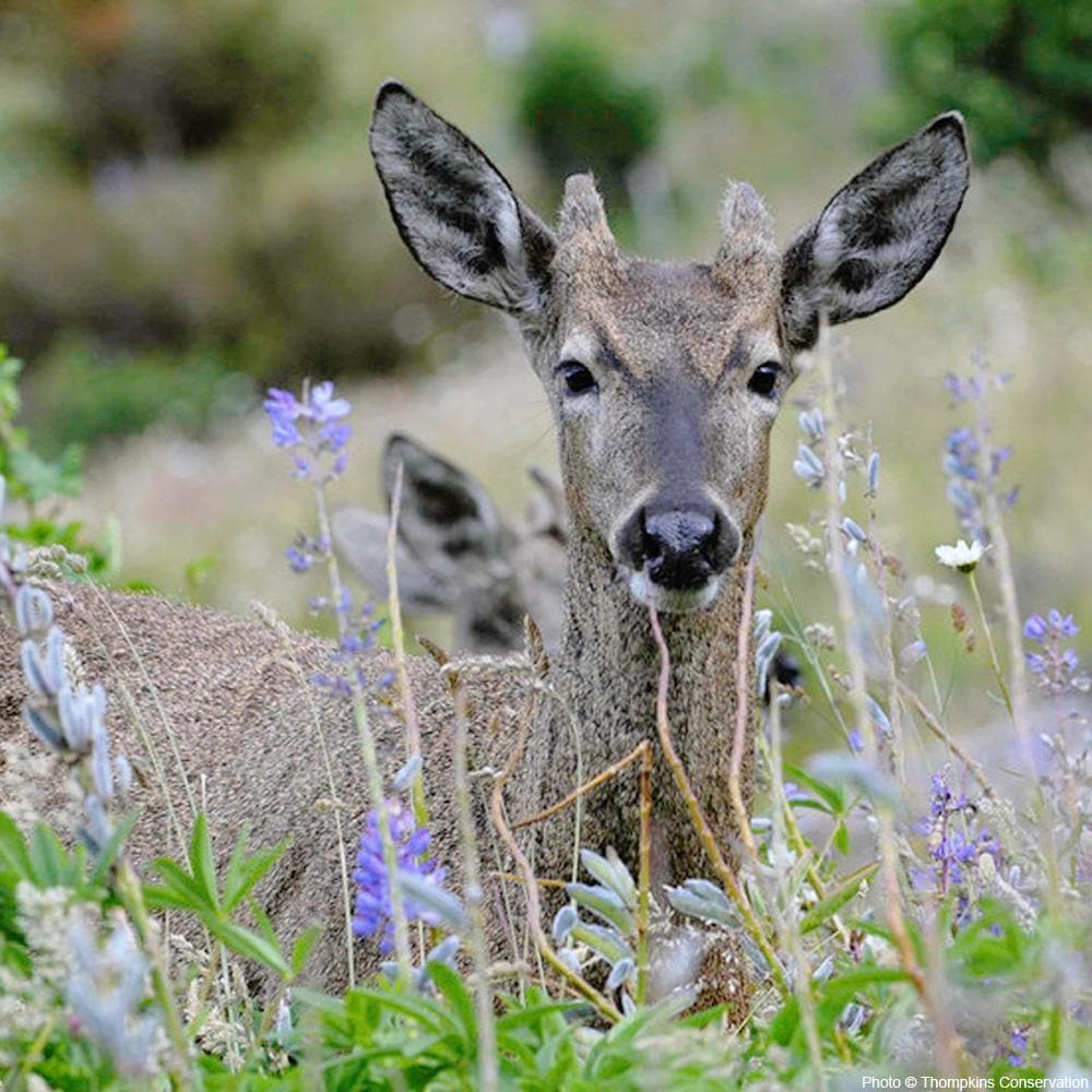 Donation - Help Protect 10 Million Acres Of New National Parks In Chile