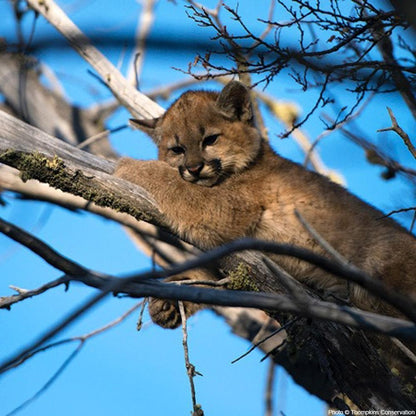 Donation - Help Protect 10 Million Acres Of New National Parks In Chile