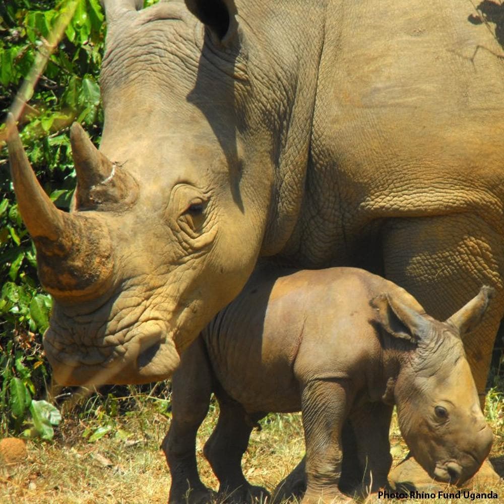 Donation - Help Protect Rhinos From Poachers