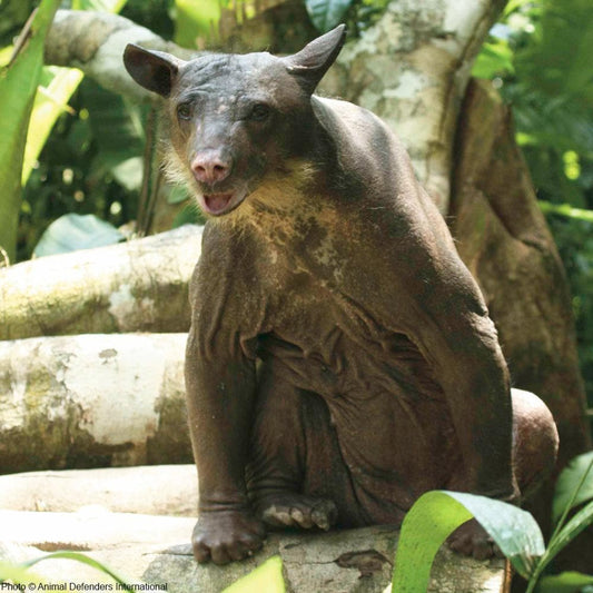 Donation - Help Rescued Endangered Bears - Cholita And Dominga